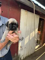 processed/66d20cd7-9862-49d6-b23d-a9b233098cc0/listing/8a4b1806-2d5c-4e00-9426-30760d353c04/dcaab049-28e0-4d18-8efe-e715ef42bcb1