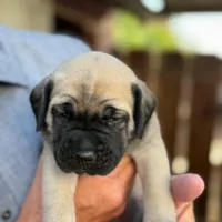 Puppy, a male English Mastiff for sale in Atwater, CA – Photo 2 of 9