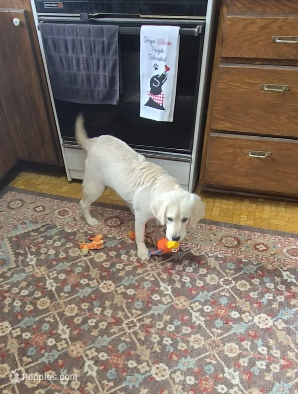 Cream Female of MiMi's - pick