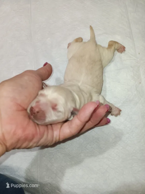 Porsche Male puppy – Miniature Golden Retriever puppy for sale in Minneapolis, MN