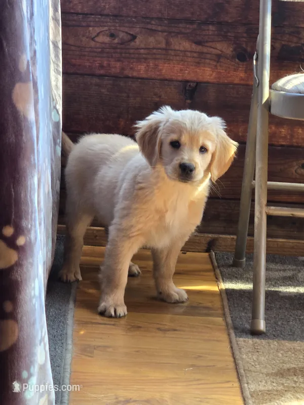 Bex's male puppy – Miniature Golden Retriever puppy for sale in Minneapolis, MN