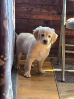 SALE was $3,000  42 - 48 lbs.est, a male Miniature Golden Retriever for sale in Minneapolis, MN – 1 of 1