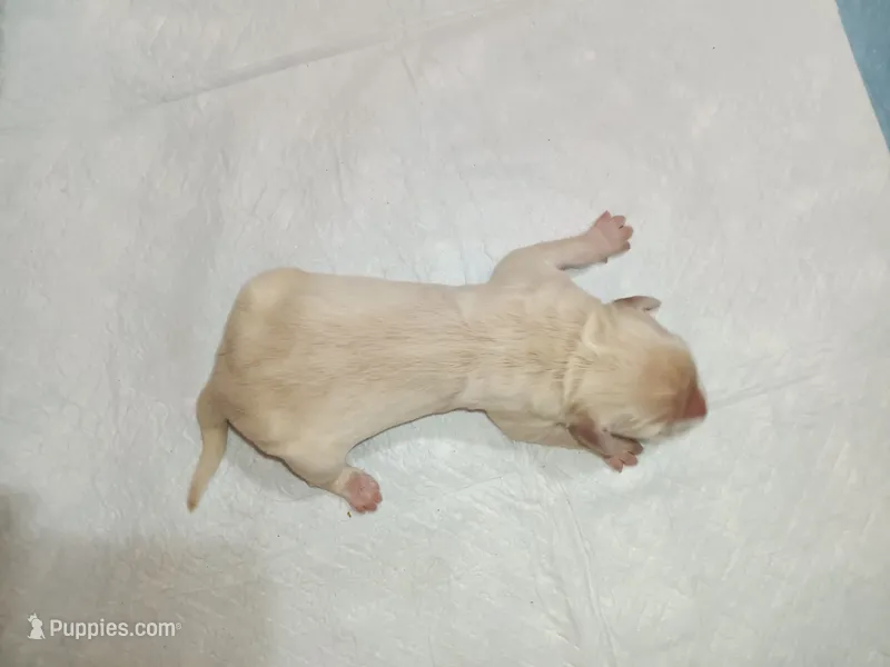 Female – Miniature Golden Retriever puppy for sale in Minneapolis, MN