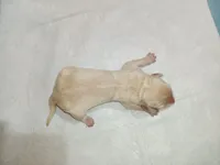 Porsche Male puppy, a male Miniature Golden Retriever for sale in Minneapolis, MN – 2 of 2