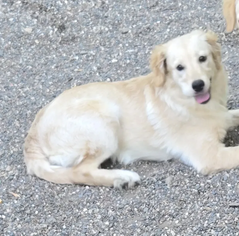 Bexie – Miniature Golden Retriever puppy for sale in Minneapolis, MN