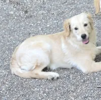 Bexie - breeder, a female Miniature Golden Retriever for sale in Minneapolis, MN – 1 of 1