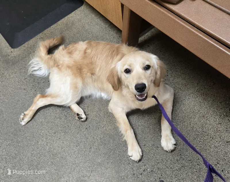 Gambit – Miniature Golden Retriever puppy for sale in Minneapolis, MN