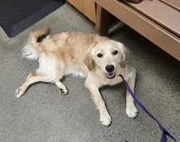 Gambit, a female Miniature Golden Retriever for sale in Minneapolis, MN – 1 of 1
