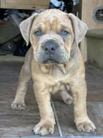 Samson, a male English Bulldog and American Bulldog for sale in Bigfoot, TX – 3 of 3