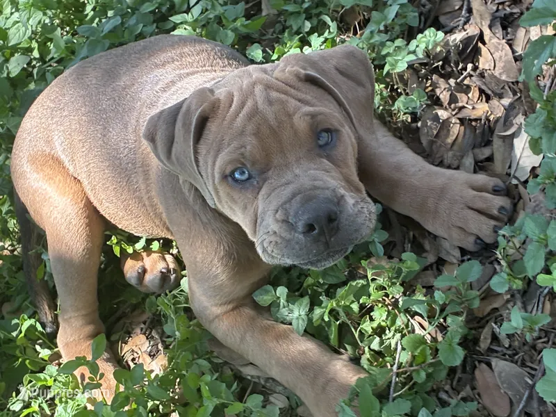 Samson – English Bulldog, American Bulldog puppy for sale in Bigfoot, TX