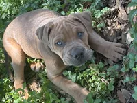Samson, a male English Bulldog and American Bulldog for sale in Bigfoot, TX – 1 of 3