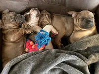 Mac, a male English Bulldog and American Bulldog for sale in Bigfoot, TX – 3 of 5