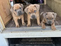 Mac, a male English Bulldog and American Bulldog for sale in Bigfoot, TX – 2 of 5
