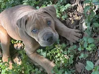 Mac, a male English Bulldog and American Bulldog for sale in Bigfoot, TX – 4 of 5