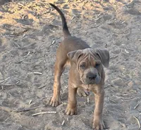 Samson, a male English Bulldog and American Bulldog for sale in Bigfoot, TX – 2 of 3
