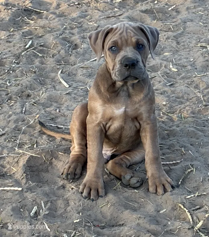 Mac – English Bulldog, American Bulldog puppy for sale in Bigfoot, TX