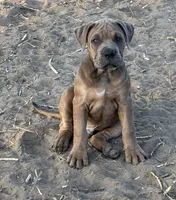 Mac, a male English Bulldog and American Bulldog for sale in Bigfoot, TX – 1 of 5