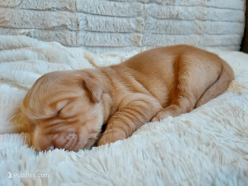 Duke – Golden Retriever puppy for sale in Sacramento, CA