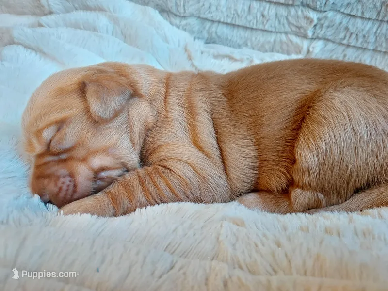 Hazel – Golden Retriever puppy for sale in Sacramento, CA