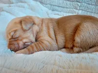 Hazel, a female Golden Retriever for sale in Sacramento, CA – Photo 1 of 2