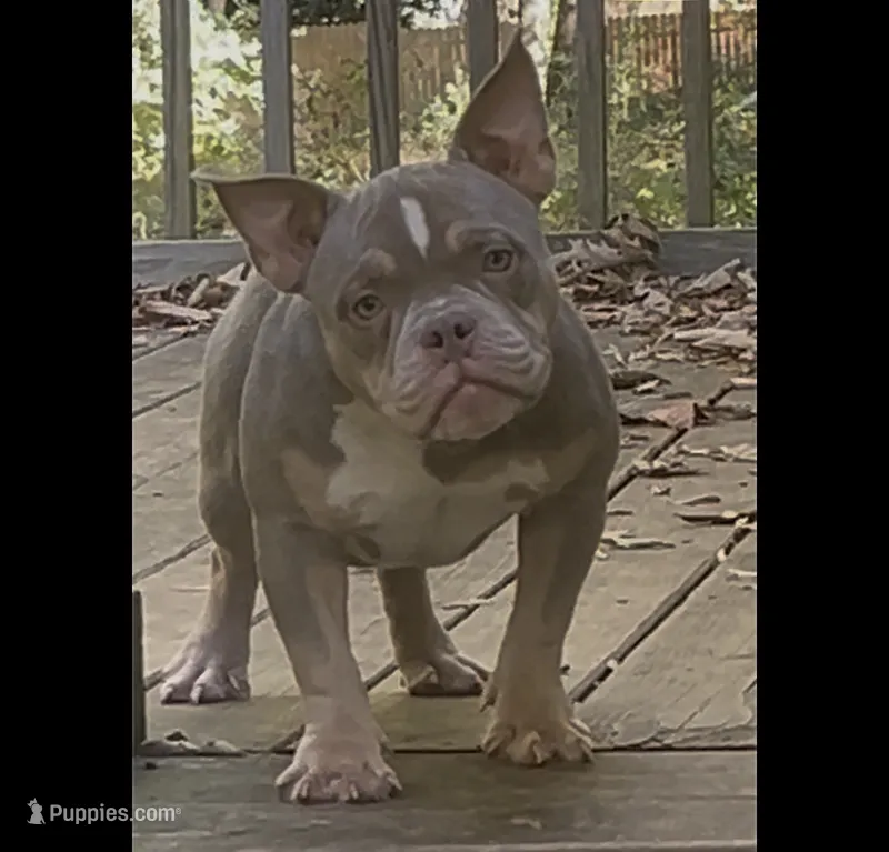 Dior – American Bully puppy for sale in Stockbridge, GA