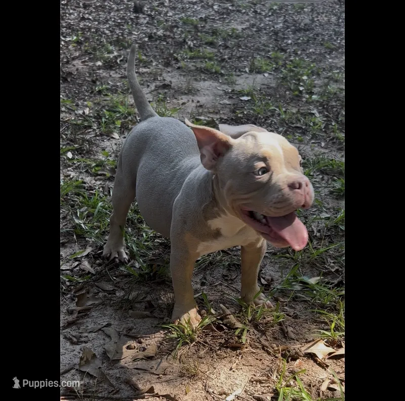Vito – American Bully puppy for sale in Stockbridge, GA