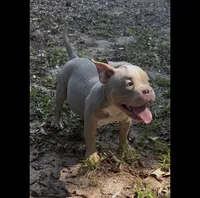 Vito, a male American Bully for sale in Stockbridge, GA – 1 of 5
