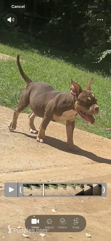 Cardi – American Bully puppy for sale in Stockbridge, GA