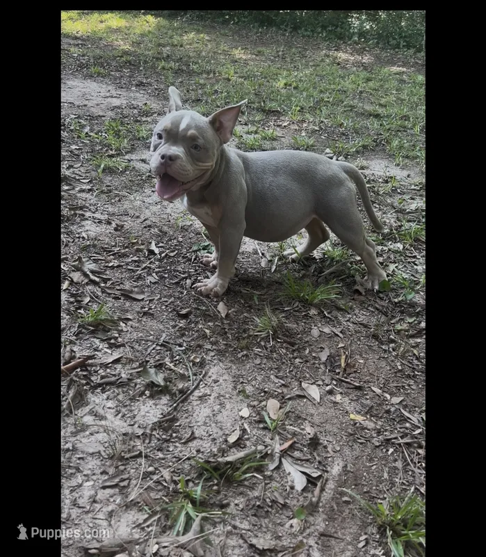 Dior – American Bully puppy for sale in Stockbridge, GA