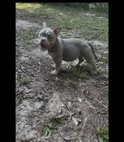 Dior, a female American Bully for sale in Stockbridge, GA – 1 of 5