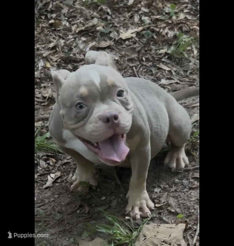 Dior – American Bully puppy for sale in Stockbridge, GA