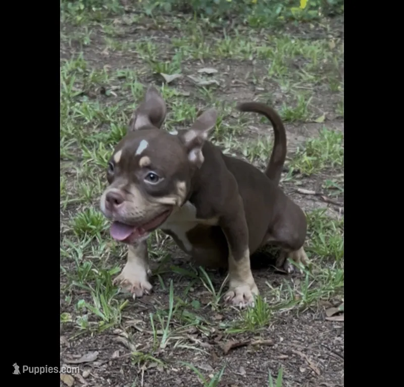 Cardi – American Bully puppy for sale in Stockbridge, GA