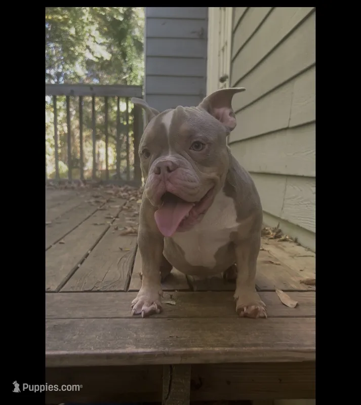 Vito – American Bully puppy for sale in Stockbridge, GA