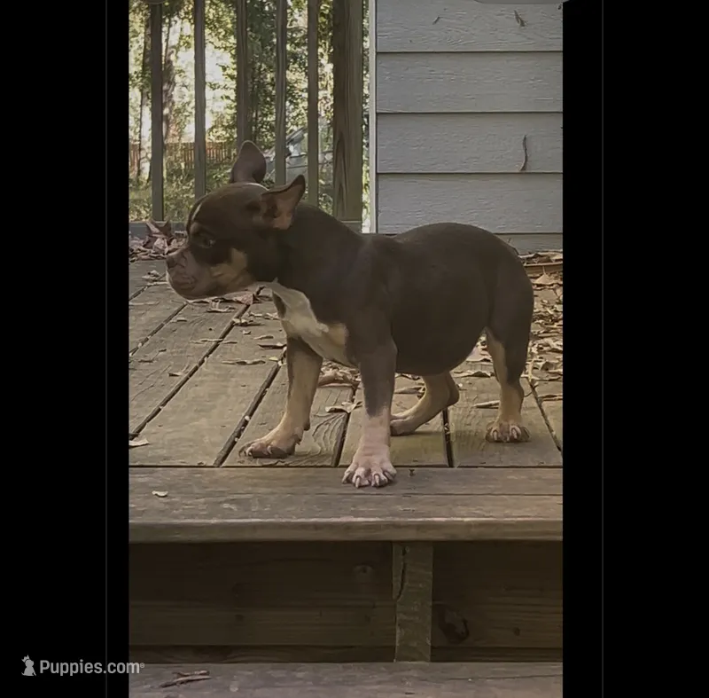 Cardi – American Bully puppy for sale in Stockbridge, GA