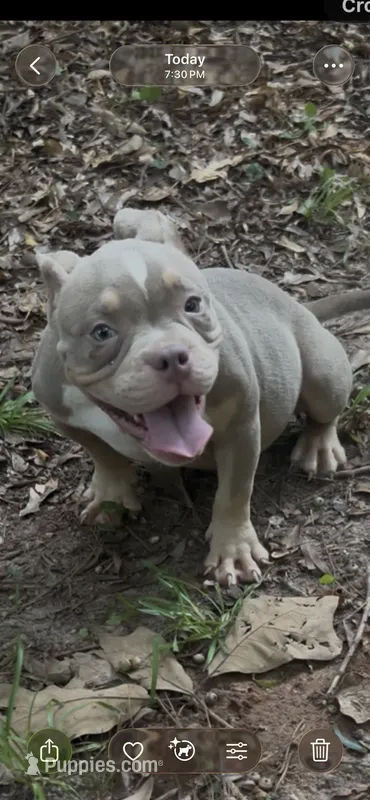 Dior – American Bully puppy for sale in Stockbridge, GA