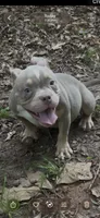 Dior, a female American Bully for sale in Stockbridge, GA – 1 of 5