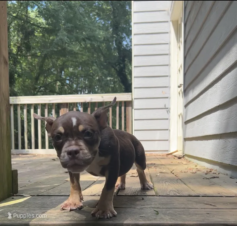 Cardi – American Bully puppy for sale in Stockbridge, GA