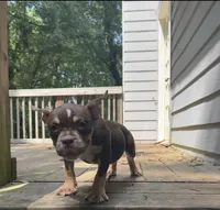 Cardi, a female American Bully for sale in Stockbridge, GA – 1 of 5