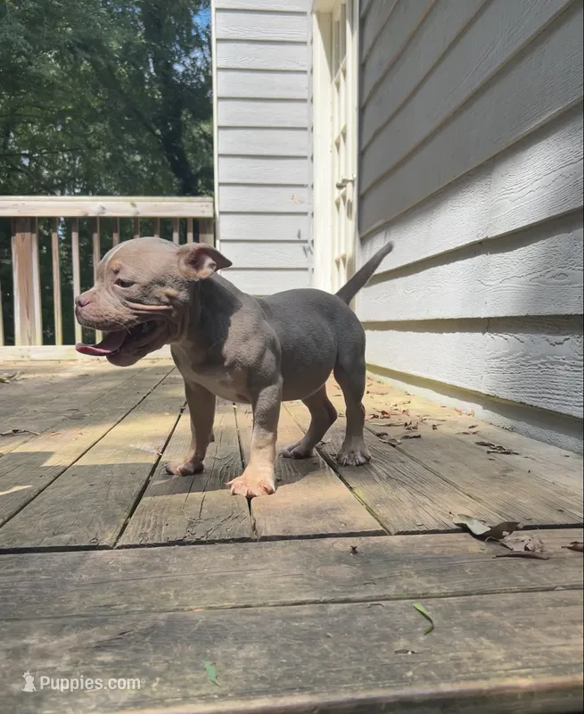 Dior – American Bully puppy for sale in Stockbridge, GA