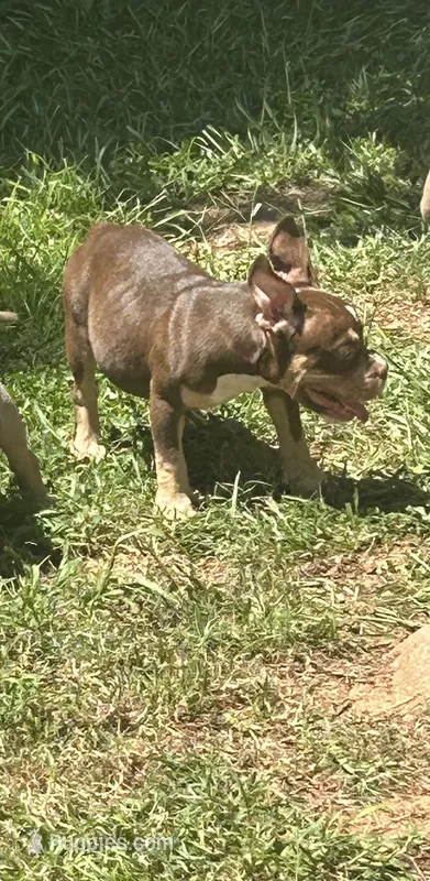 Cardi – American Bully puppy for sale in Stockbridge, GA