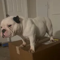 Dior, a female American Bully for sale in Stockbridge, GA – 3 of 5