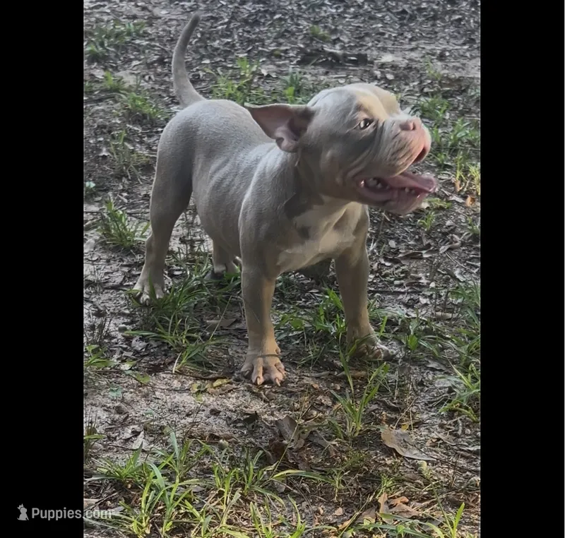 Vito – American Bully puppy for sale in Stockbridge, GA