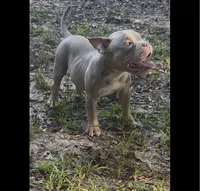 Vito, a male American Bully for sale in Stockbridge, GA – 1 of 5