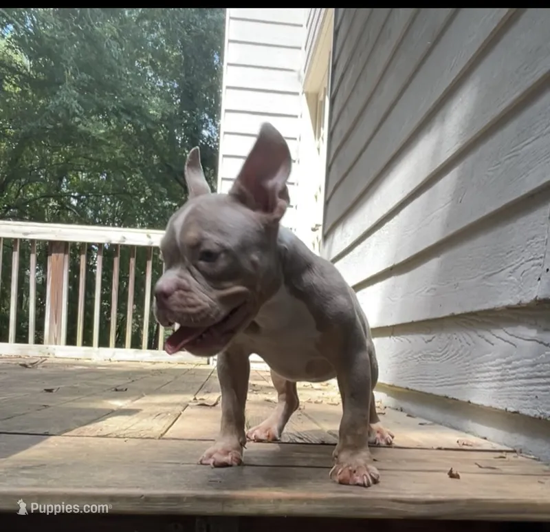 Vito – American Bully puppy for sale in Stockbridge, GA
