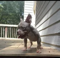 Vito, a male American Bully for sale in Stockbridge, GA – 1 of 5