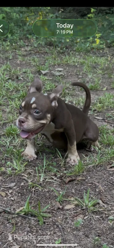 Cardi – American Bully puppy for sale in Stockbridge, GA