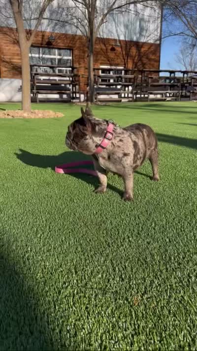 Fendi, a female French Bulldog for sale in Atlanta, GA – 3 of 5