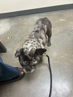 Fendi, a female French Bulldog for sale in Atlanta, GA – 2 of 5