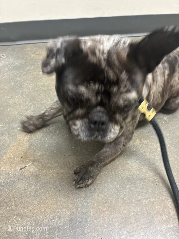 Fendi – French Bulldog puppy for sale in Atlanta, GA