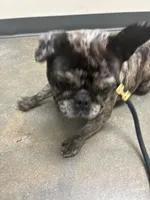 Fendi, a female French Bulldog for sale in Atlanta, GA – 1 of 5